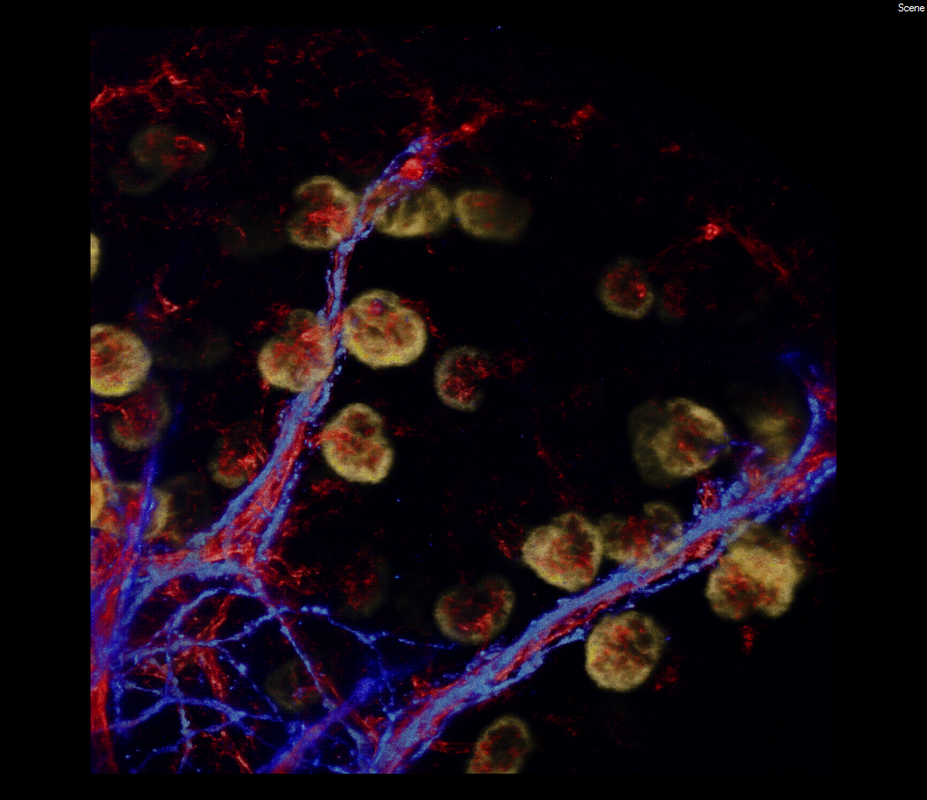 An embryonic day 15.5 kidney stained with PECAM (red, blood vessels), Tuj1 (blue, neurons) and nephrin (yellow, podocytes). The staining procedure was iDISCO. (Image/Riana Parvez and Seth Ruffins)