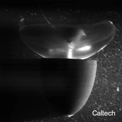 An animated gif visualizing the flow around a jellyfish with a forebody cap attachment