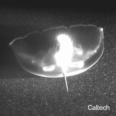 An animated gif visualizing the flow around a jellyfish without a forebody cap attachment