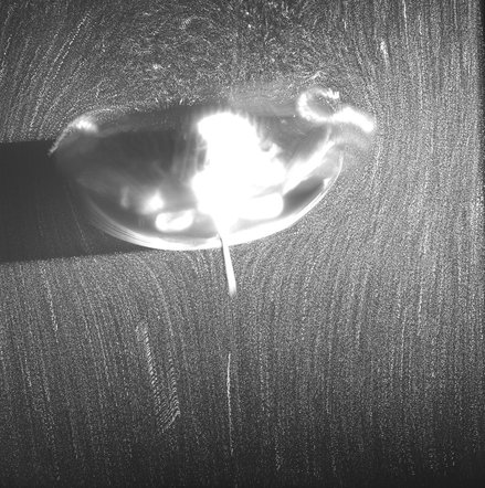 Flow visualization around the jellyfish body