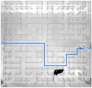 Mouse in labyrinth