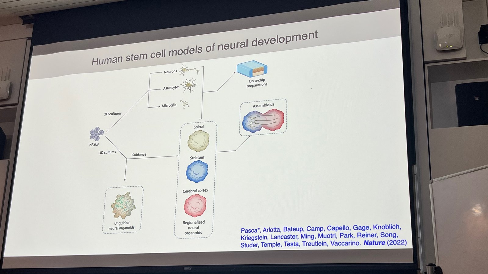 Pasca Human Stem Cell Models Slide