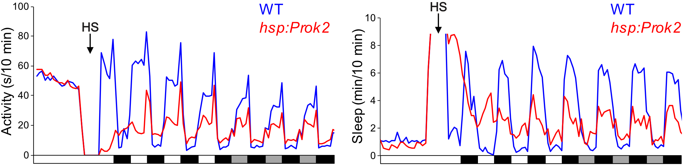 prok2 line graphs