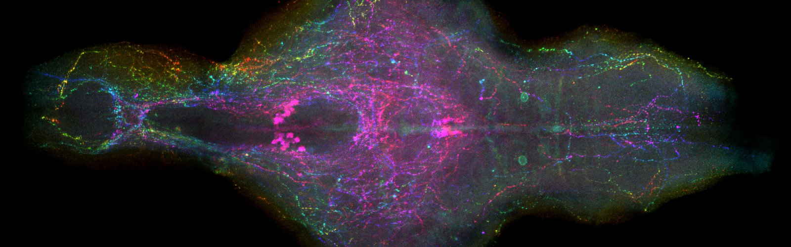 npvf:GFP depth colored elife