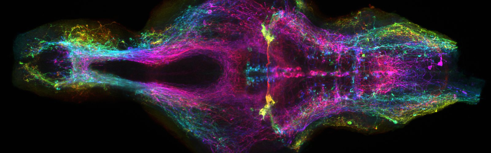 tph2:GFP depth colored elife