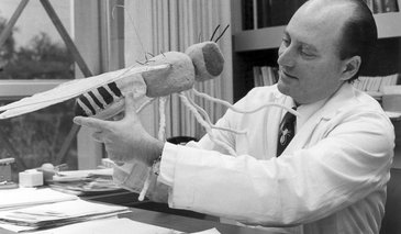 Seymour Benzer with an oversized drosophila model
