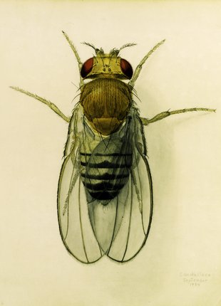 Illustration of a drosophila