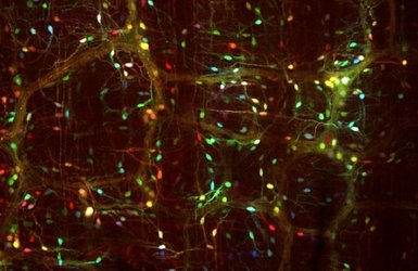 Genes for three fluorescent proteins were delivered by viral vectors into cells in the gastrointestinal nervous system. This technology can be used for labeling and imaging cells, as seen here, or to deliver genes that could ameliorate diseases.