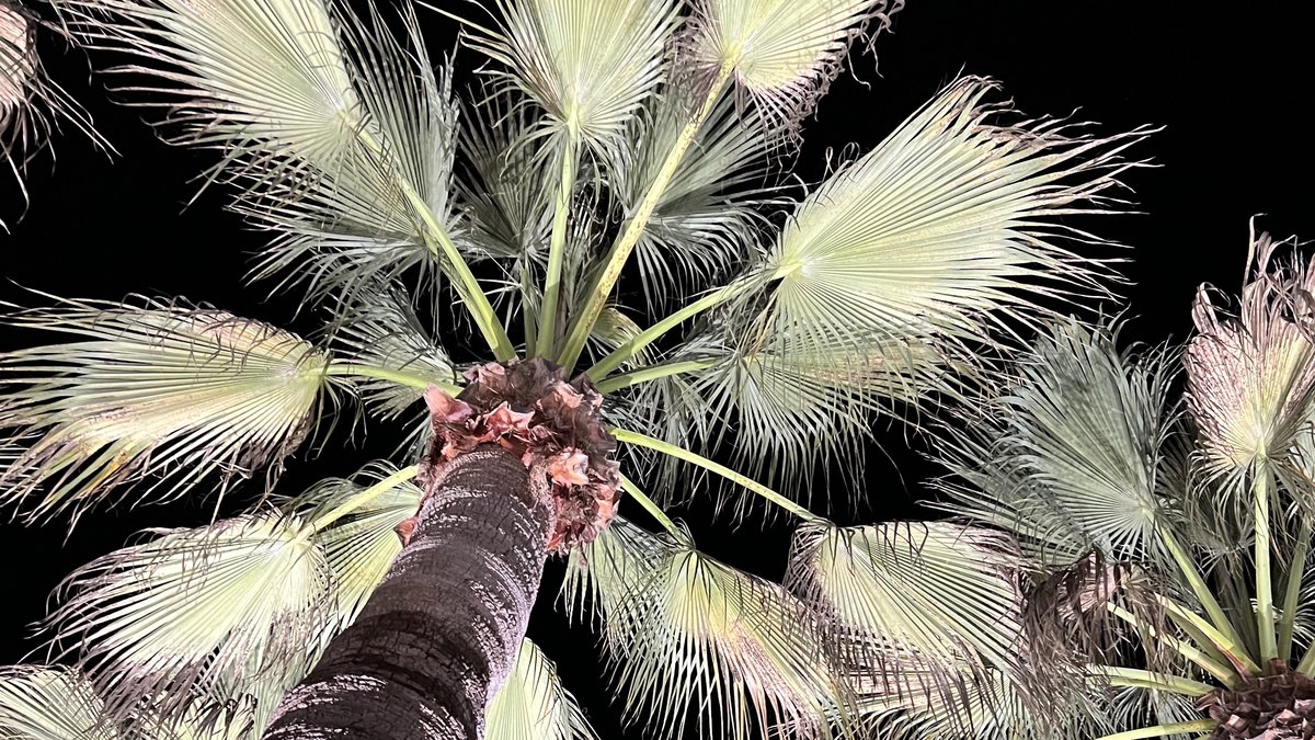 Palm trees at night with neon filter