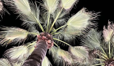 Palm trees at night with neon filter