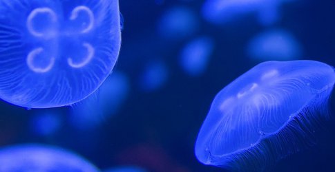 Blue Jellyfish swimming
