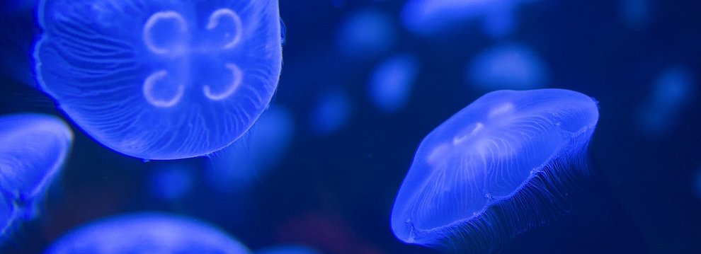 Blue Jellyfish swimming