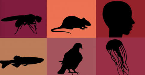 Silhoute illustrations of model organisms