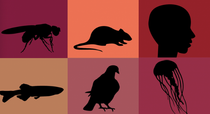 Silhoute illustrations of model organisms