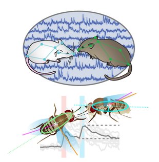 Mice and Flies as Behavior Models