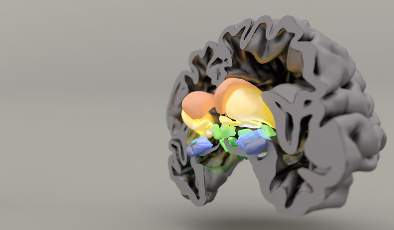 3D cross section of a brain with the mid section lit up.
