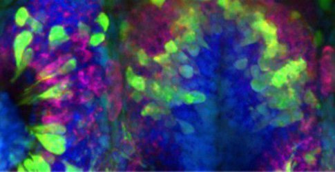 Neurobiology image