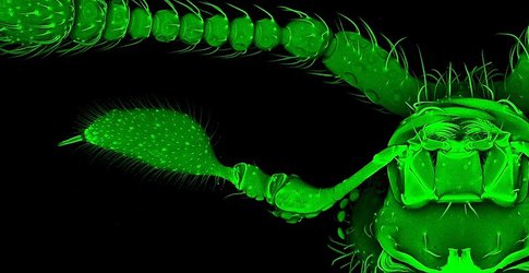 A confocal image of the ventral view of the head of the rove beetle Tychobythinus.