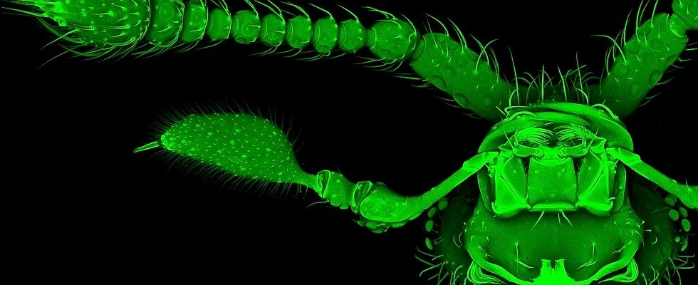 A confocal image of the ventral view of the head of the rove beetle Tychobythinus.