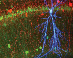 Neurons in a mouse brain