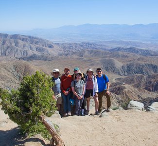 Joshua tree