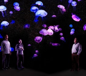 Caltech Magazine feature photo on jellyfish