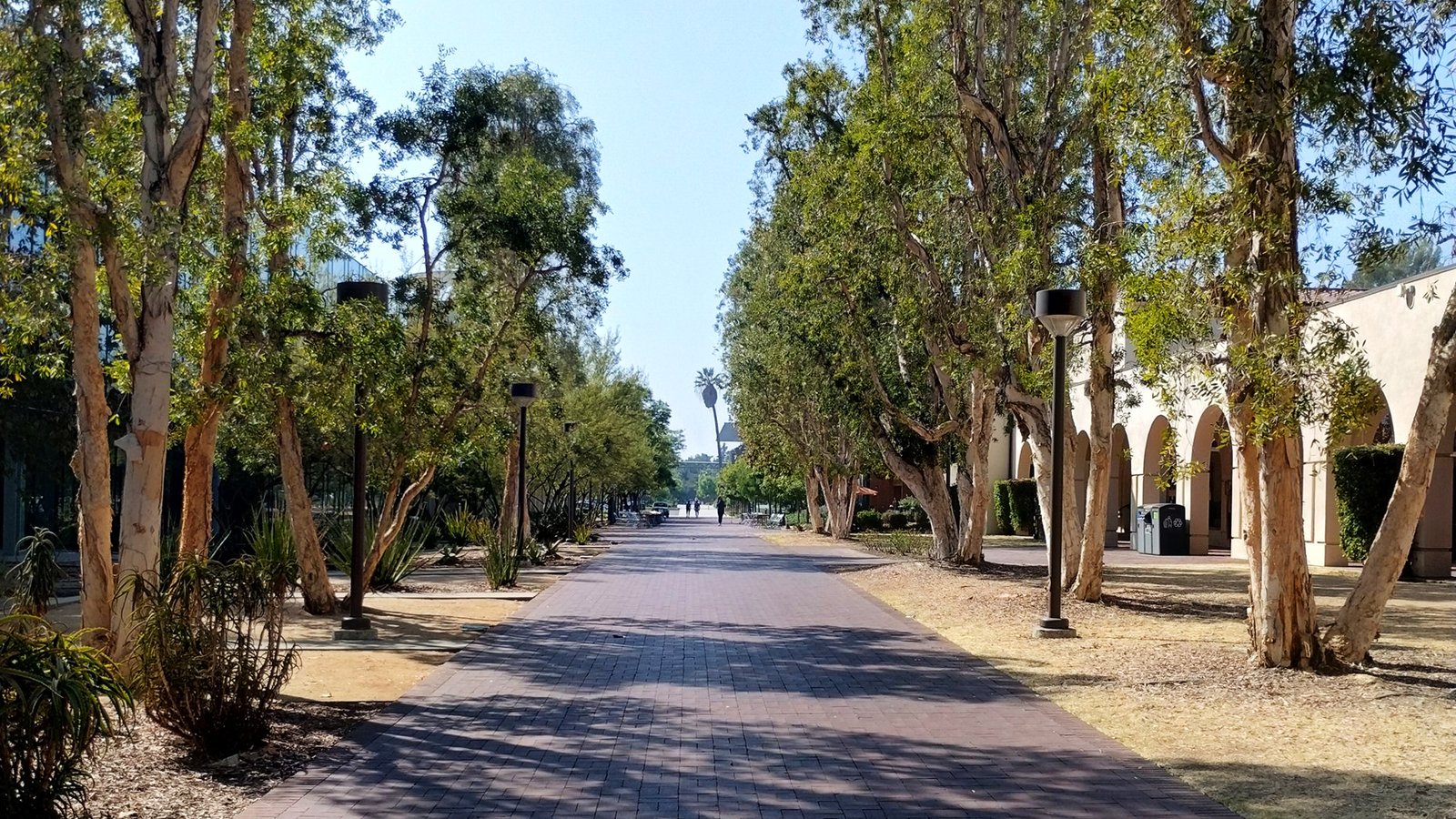 A narrow brick walkway lined by trees
