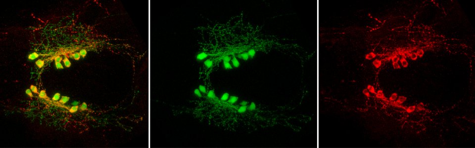 Larval zebrafish Hcrt neurons