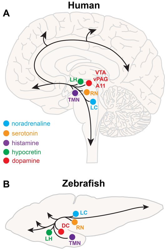 neuroanatomy