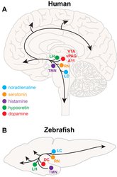 neuroanatomy