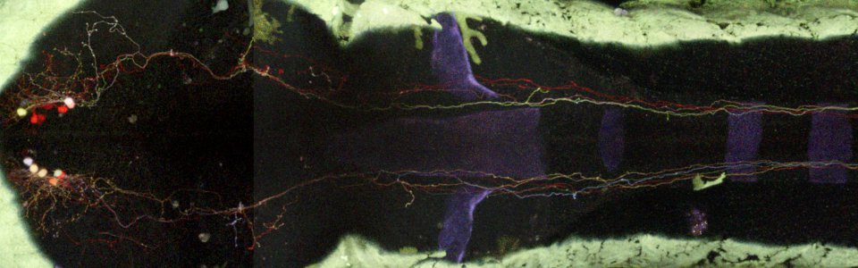 A zebrafish larva