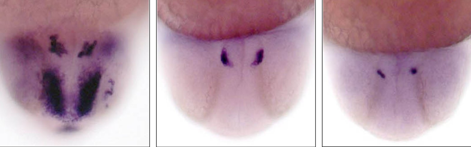Expression of hcrt (left)
