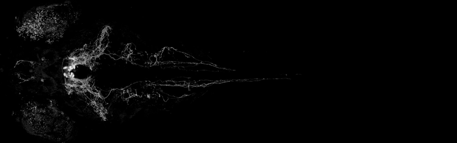 A zebrafish larva in which QRFP