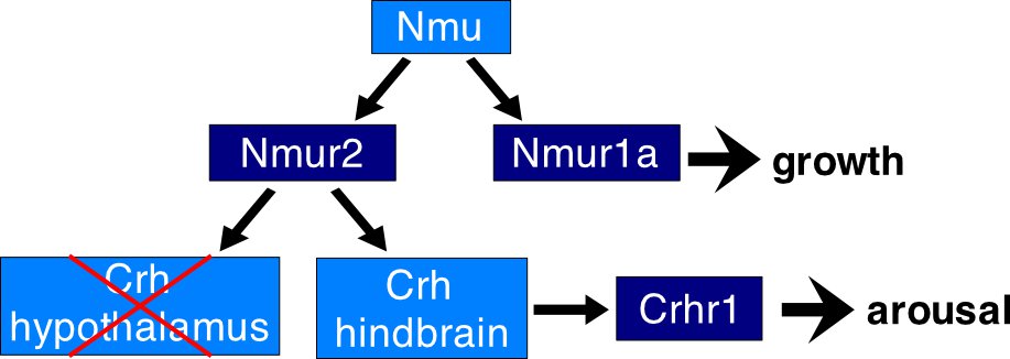 Chiu NMU model