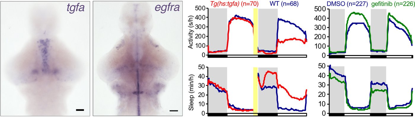 hs:TGFa and Gefitinib phenotypes