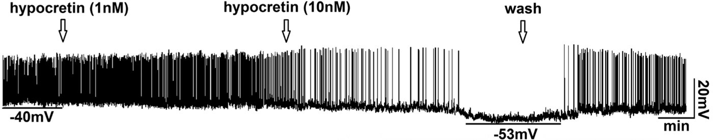 GnRH figure.jpg