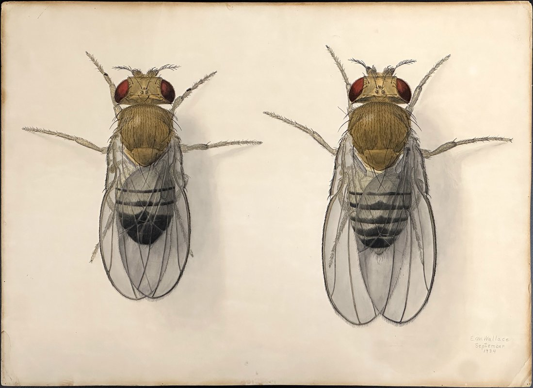 An ink drawing of Drosophila flies on paper