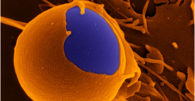 lab photo