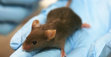 lab mouse
