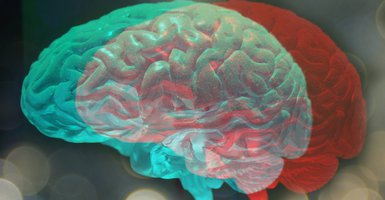 brain