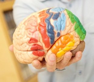 model of brain