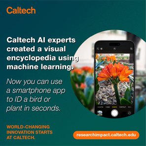 A graphic showing a smart phone with a plant identifying app open