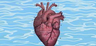 heart illustration