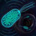 Illustration of genetically engineered bacteria 