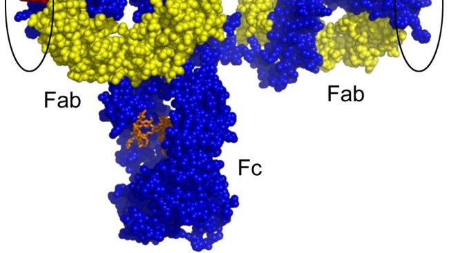 HIV antibody arms