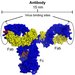 HIV antibody arms