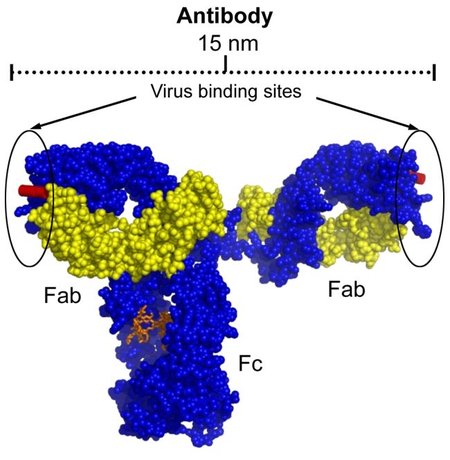 HIV antibody arms