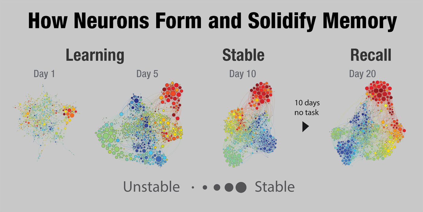 colorful diagrams of neurons