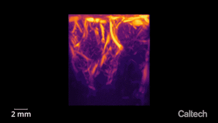 Red and orange streaks in a rotating cube