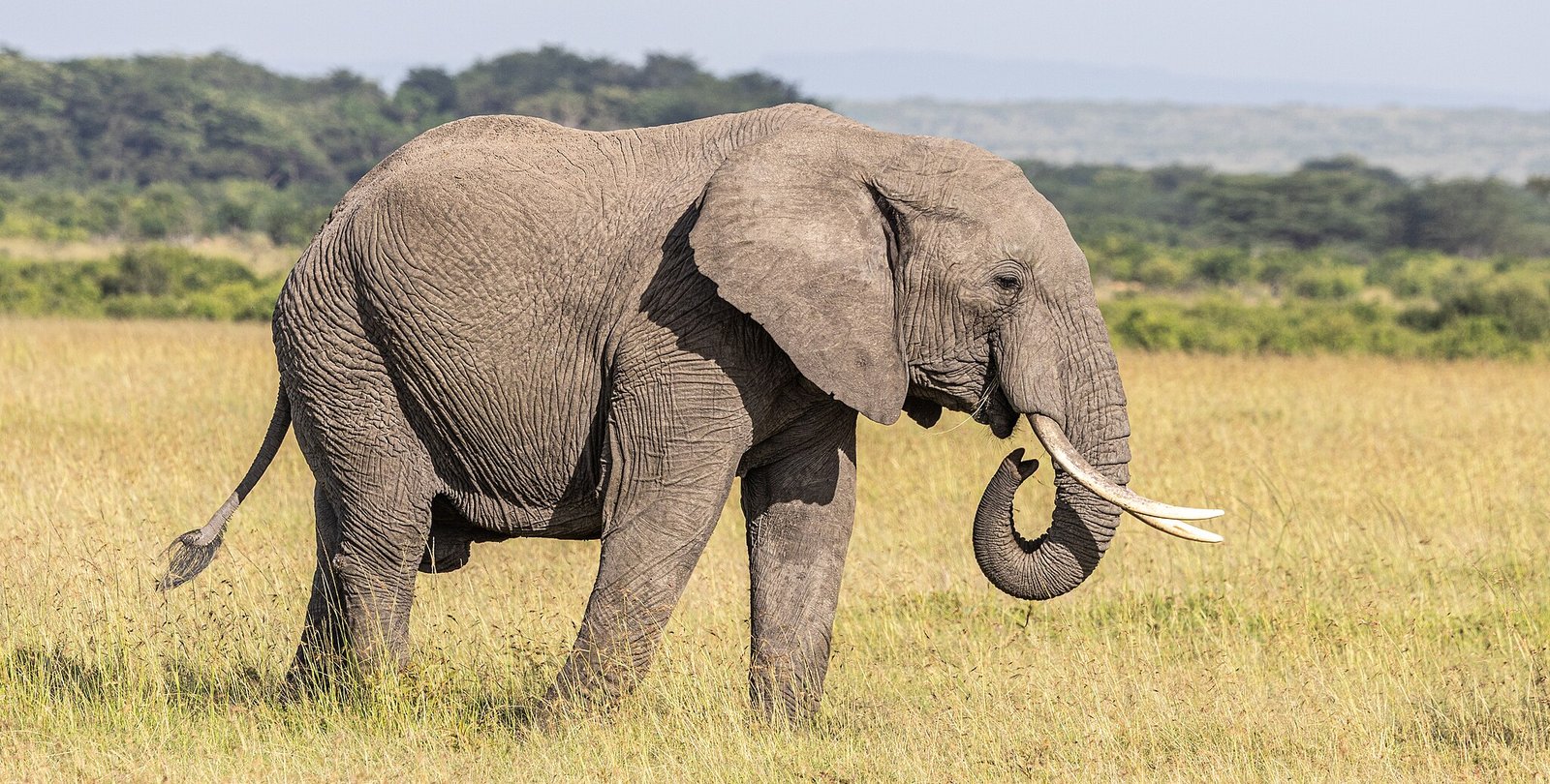 An elephant in a field